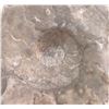 Image 2 : Fossil Ammonite