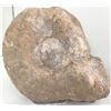 Image 4 : Fossil Ammonite