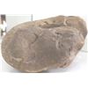 Image 7 : Fossil Ammonite