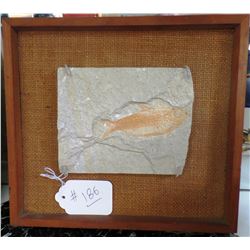 Framed Fossil Fish