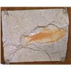 Image 2 : Framed Fossil Fish