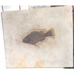 Fossil Fish