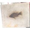 Image 1 : Fossil Fish