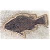 Image 2 : Fossil Fish