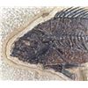 Image 3 : Fossil Fish