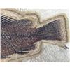 Image 4 : Fossil Fish