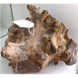 Fossil Ammonite Section