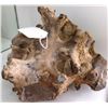 Image 1 : Fossil Ammonite Section