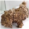 Image 2 : Fossil Ammonite Section