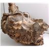 Image 4 : Fossil Ammonite Section