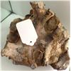 Image 5 : Fossil Ammonite Section
