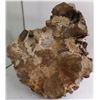Image 6 : Fossil Ammonite Section