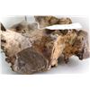 Image 7 : Fossil Ammonite Section