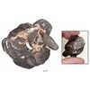 Image 1 : Small, dense clump of 13 Spanish colonial cob minors.
