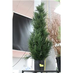 LARGE EVERGREEN TREE