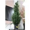 Image 1 : LARGE EVERGREEN TREE