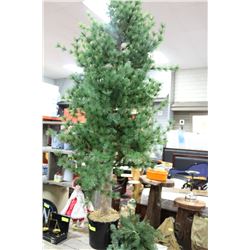 LARGE EVERGREEN TREE