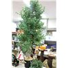 Image 1 : LARGE EVERGREEN TREE
