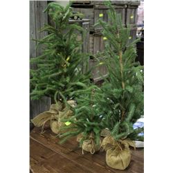 3 SMALL EVERGREEN TREES