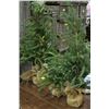 Image 1 : 3 SMALL EVERGREEN TREES