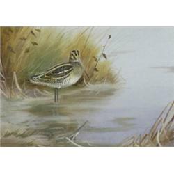 Philip Rickman (1891 - 1982), - Philip Rickman (1891 - 1982), Snipe, by lakeside grasses, waterc...