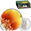 Image 1 : 2013 25-cent Coloured Coin - Magnified Beauty - The Eastern Prickly Pear Cactus