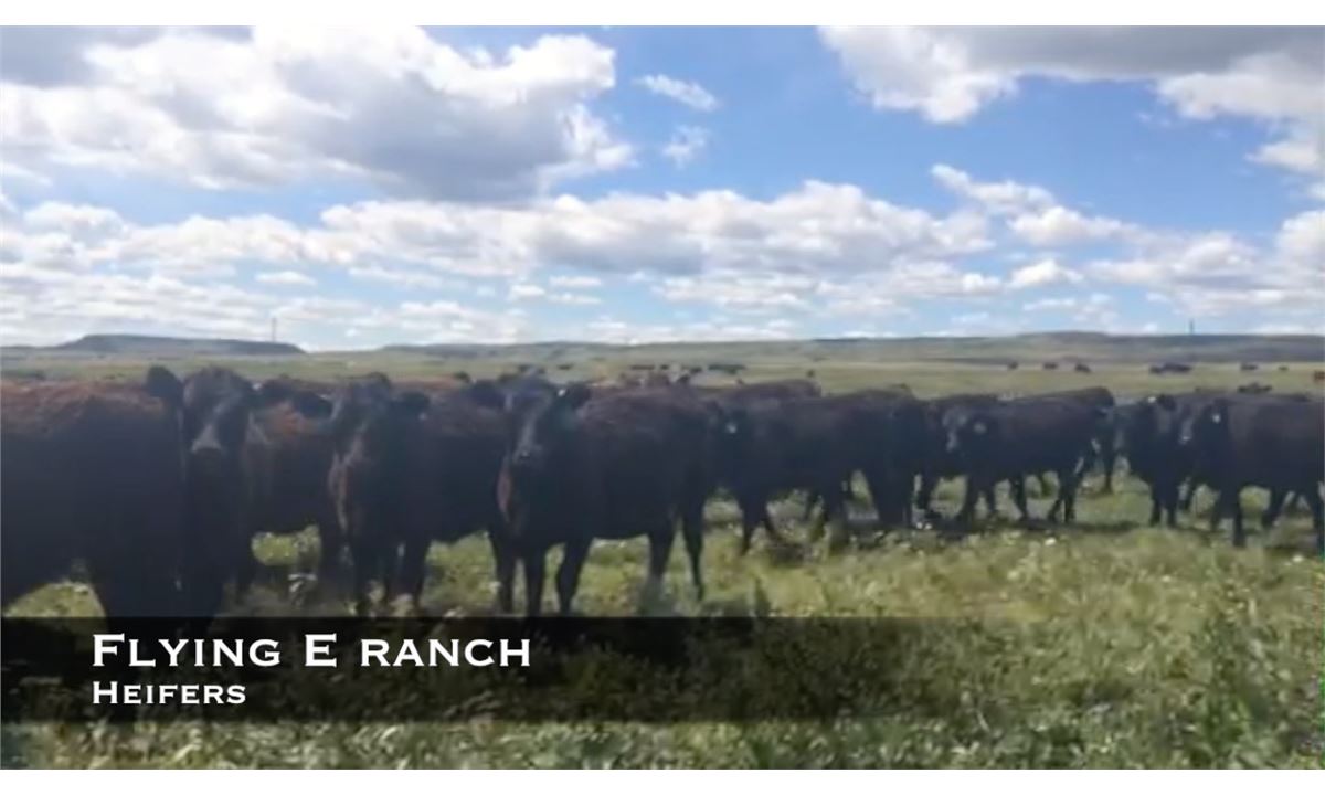 Flying E Ranch