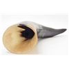 Image 1 : WATER BUFFALO COW HORN - POLISHED