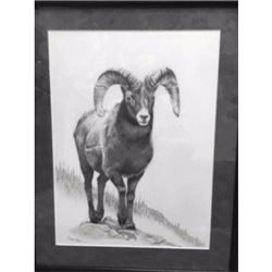Big Horn Sheep by Hunter Adams