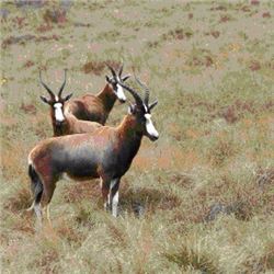 South Africa - Southern Cross Safaris – Plains Game