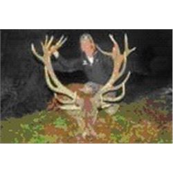 New Zealand - Rata Maire Deer Lodge – Red Stag