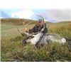 Image 1 : Aleutian Adventures – Alaska - Reindeer