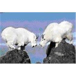 Montana - Governor’s Goat Tag – Mountain Goat