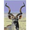 Image 1 : Namibia - Okarumuti Game Lodge – 2 Gemsbok, 2 Springbok, 2 Warthog, 1 Kudu, 1 Red Hartebeest, 1 Stee