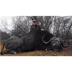 South Africa - Tinus Lindique Safaris – Cape Buffalo