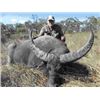 Image 1 : Big Game Safaris – Australia – Water Buffalo