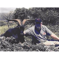 Hawaii – Maui Hunting Safari – Feral Goat and 7 Days in a Hawaiian Condominium