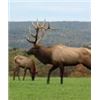 Image 1 : VIP GUIDED HORSEBACK TOUR OF PA ELK RANGE FOR TWO