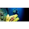 Image 1 : BELIZE SCUBA AND FISHING ADVENTURE FOR TWO