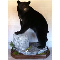 CANADIAN BLACK BEAR HUNT FOR TWO