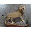Image 1 : TAXIDERMY CREDIT FOR $1000