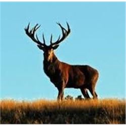 NEW ZEALAND RED STAG HUNT