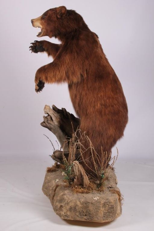 Montana Cinnamon Black Bear Standing Full Mount