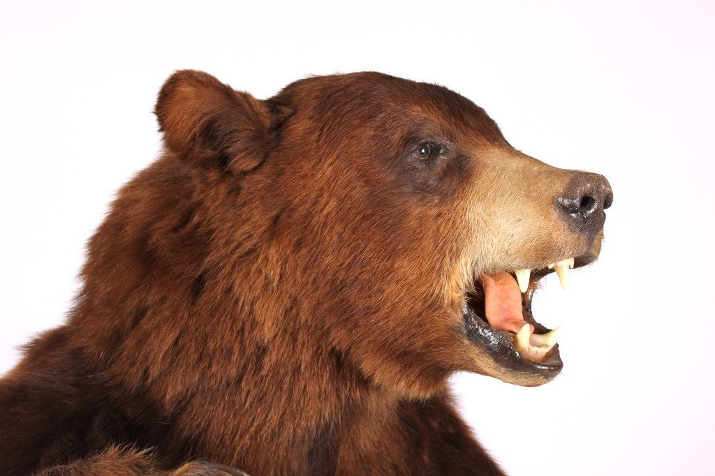 Montana Cinnamon Black Bear Standing Full Mount