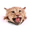 Image 2 : Montana Bobcat and Badger Head Mounts