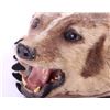 Image 8 : Montana Bobcat and Badger Head Mounts