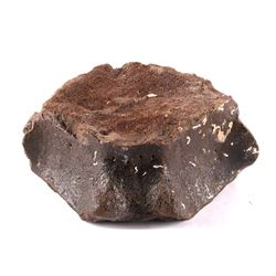 Fossil Whale Vertebrae with Barnacles