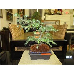 Living Bonsai Tree