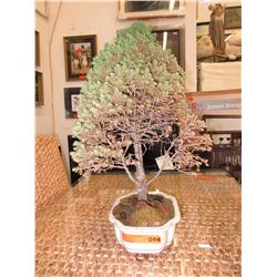 Living Bonsai tree