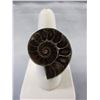 Image 1 : Custom Made - Ammonite fossil ring